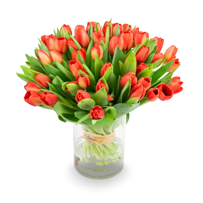 Bouquet of red tulips